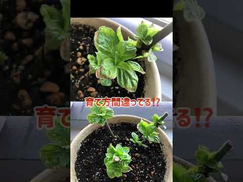 アジサイの手入れの間違い：アジサイの葉が赤くなって落ちてしまうのはなぜですか？  庭園