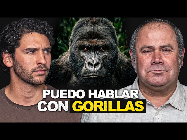 Vídeo relacionado con Gorila Hippie Amor Signo de Paz 70s Hippie Primate Camiseta