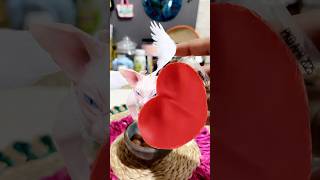 1 2 3 4 🥰🥰🥰🥰#shorts #shortsfeed #cat #cute