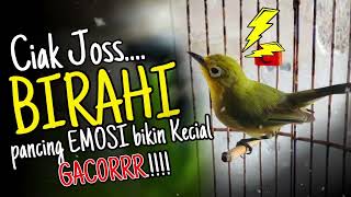 Download lagu Ciak Joss BIRAHI Kecial Kuning Ampuh DONGKRAK Emosi Bikin Kecial Lebih GACORRR‼️ mp3
