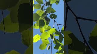 River Birch Tree (Birdscaping)