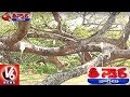 Officers Giving Treatment For Pillalamarri Banyan Tree In Mahabubnagar Teenmaar News V6 News