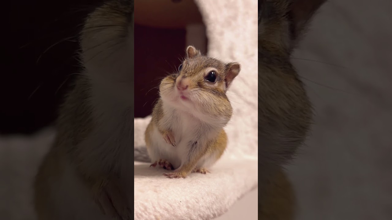 今年もホッペはプクプクなリス　#shorts