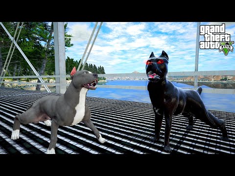 TERMİNATÖRÜN EN ZOR KAVGASI! CANE CORSO HIRÇIN'LA KAFES DÖVÜŞÜ! - GTA 5