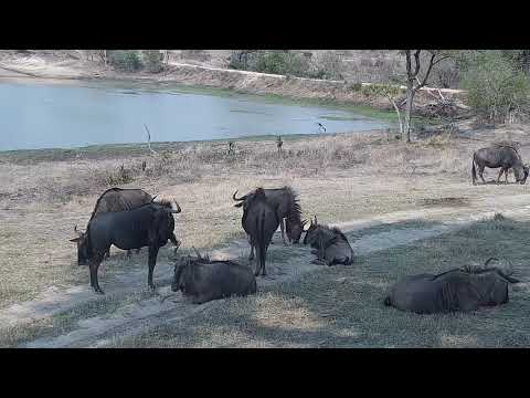 Djuma: Warthogs, Impalas, Saddle-billed Storks and Wildebeests - 14:48 - 10/02/21