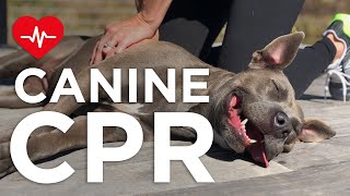 How To Perform Canine CPR: What You Must Know
