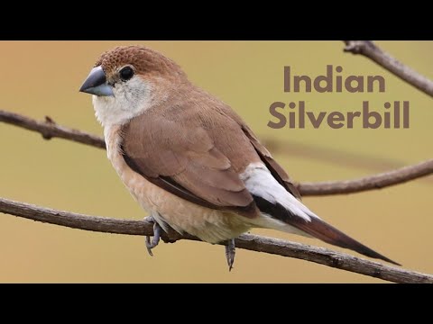 Striebrozobka indická (Euodice malabarica) — starostlivosť, voliéra a kŕmenie