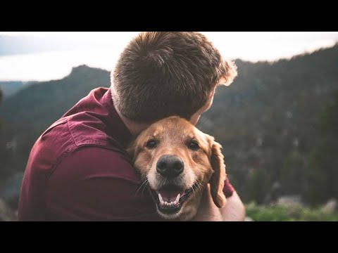 download lagu mp3 mp4 Dog Status For Whatsapp, download lagu Dog Status For Whatsapp gratis, unduh video klip Dog Status For Whatsapp