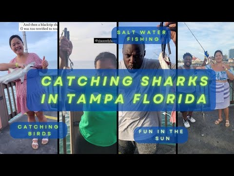 Catching sharks at CLEARWATER BEACH in Tampa Florida