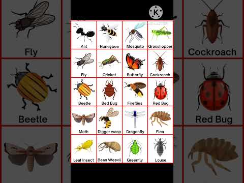 Insect name in english| insects name #english #insects #shorts