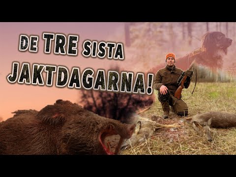 De tre sista jaktdagarna - Drevjakt & Vildsvinsjakt