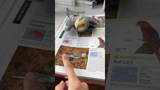 Download lagu Do not pet other cockatiels! Real or pictured! #bird #yumyumthetiel #parrot mp3 Download lagu Do not pet other cockatiels! Real or pictured! #bird #yumyumthetiel #parrot mp3
