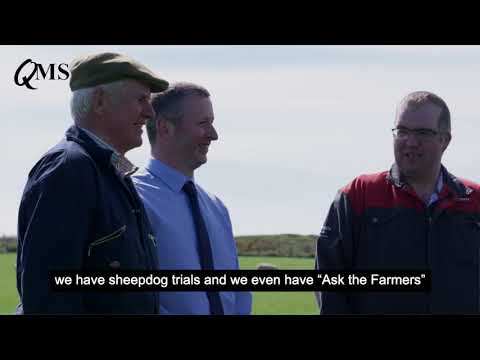 NSA Highland Sheep 2019