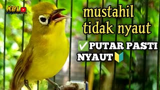 Download lagu CIAK CIAK JOSS KECIAL KUNING AMPUH||PANCINGAN KECIAL MALAS BUNYI|| mp3