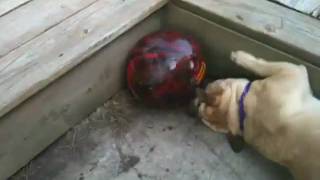 Bowling ball dog