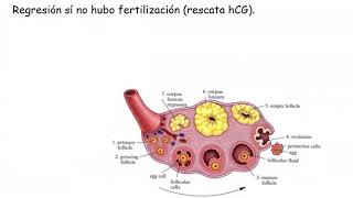 Ciclo sexual femenino (Parte 3) - Reproductor y desarrollo