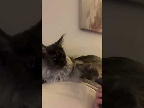 What #cat #cuteecats #funny #funncats #reels #trynottolaugh #funniest #catsarethebest #cute #cats