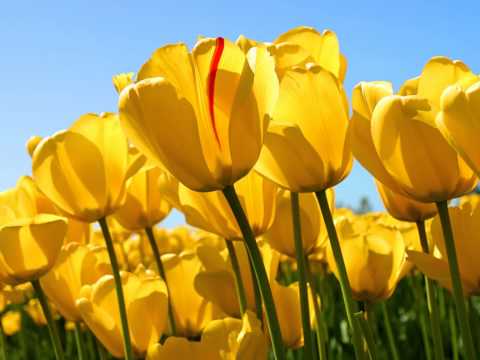 Mama Rock'n'Roll - Moterys