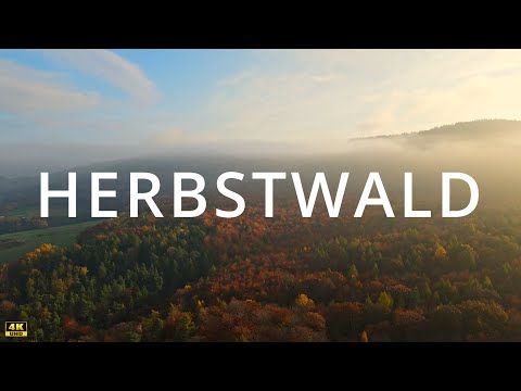Herbstwald von oben / Aerial Autumn Forest - 4K Drone Video  / Mavic Air 2 autumn foilage