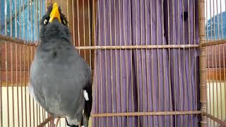 Download lagu Putarkan Setiap hari❗suara jalak kebo gacor full isian ini pancingan dan masteran handal mp3 Download lagu Putarkan Setiap hari❗suara jalak kebo gacor full isian ini pancingan dan masteran handal mp3