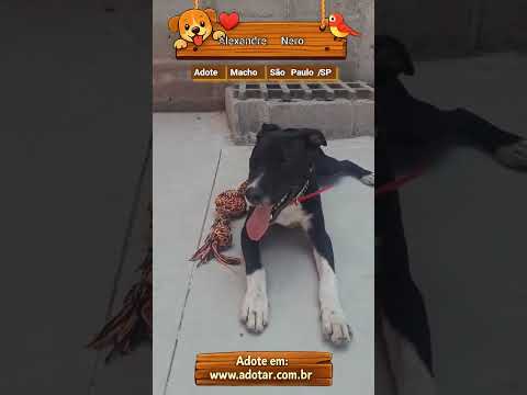 Vídeo de Alexandre Nero