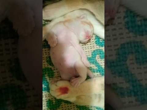 😁😁🥰🥰 #cat #cute #chat #kitty #anmals #cuteanimal #cutecat #cutepet #funny #catfunny