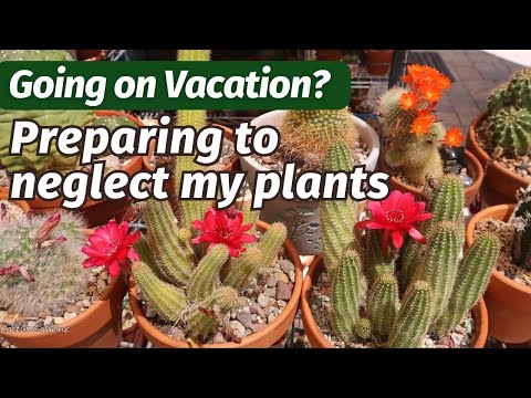 Preparing my Plants Before Going on Vacation | #cactuscare