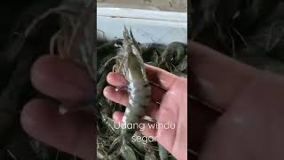 udang windu/ tiger paris BT/ paris k/tgr KM