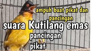 Download lagu Suara kutilang emas pikat dan pancingan mp3 Download lagu Suara kutilang emas pikat dan pancingan mp3