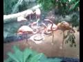 Flamingo Fight