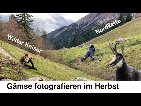 Gämse fotografieren im Herbst - mit der Canon EOS R7 und R5