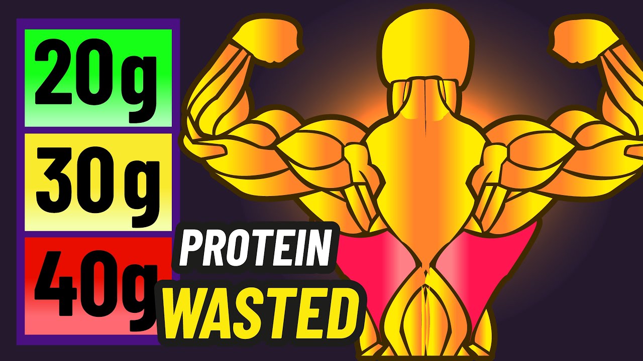 The Protein Limit For a Meal (They Were WRONG)
