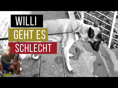 Hund verschluckt. Was tun?