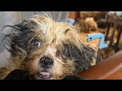 Missouri Humane Society rescues 150 starving dogs in Christian County