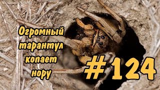 Ловля пауков которые живут в норках