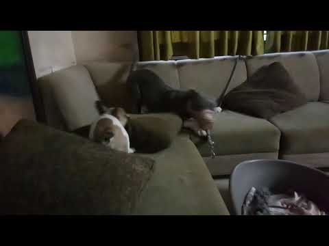 French bulldog puppy Scooby play with his friends Henry the Pittbull