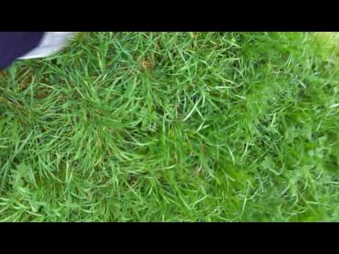 SV Fortuna Ditfurt - SV Germania Meisdorf, 6.5.2017 VID 20170506 151435