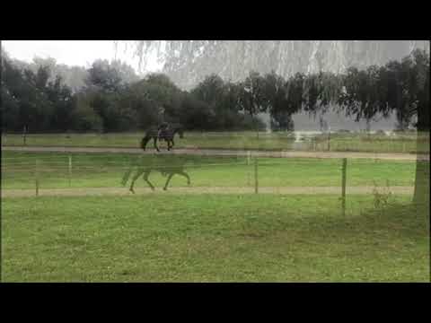 18. VIHC F3 Marina van Riel - Töf frá Lálendi