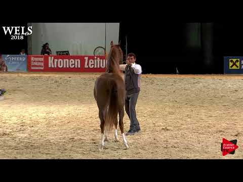 N.67 AJ BARARI - Wels 2018 - 4-6 Years Old Mares (Class 7)