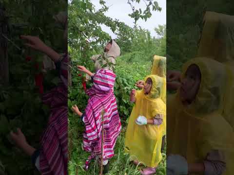 プライバシーヘッジに適した竹の種類は何ですか?非追跡種トップ5！  庭園