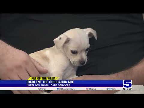 Pet of the Week: Darlene the chihuahua mix - YouTube