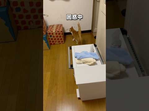 園芸 猫の世話をする