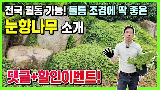 전국 월동 가능! 돌틈 조경에 딱 좋은 눈향나무소개 (댓글+할인이벤트!)