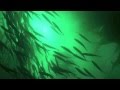 Dream Of The Hunters Sea Lions Cormorants And Dolphins