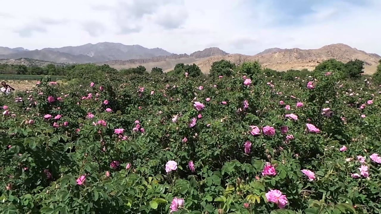 Rose & Rosewater Festival, Kashan