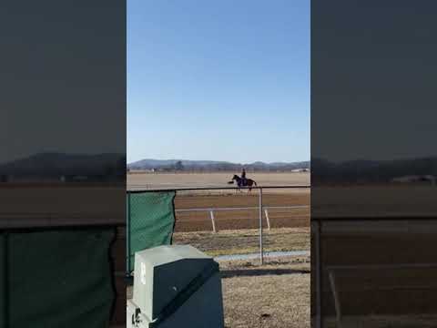 horses practicing on the weekend pretty cool to see