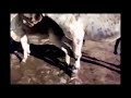 Funny Horse Mating Donkey Donkeys Breeding Animals Mating Compilation