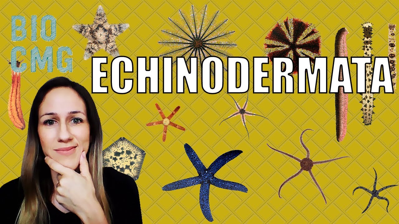 Echinodermata - Classificação e Biologia