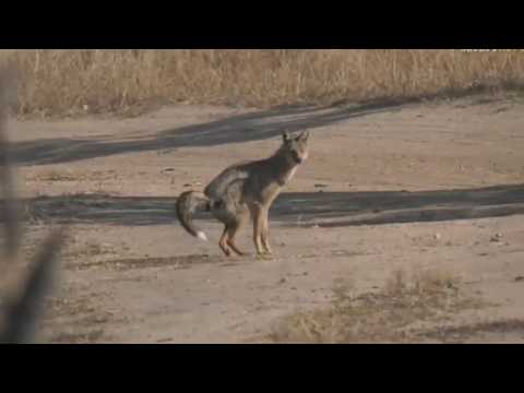 Aug 12, 2017-  Sunset -Hilariously Awkward  Side Striped Jackal with Tristan