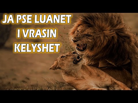Pse Luanët i Zhdukin Këlyshët e Tyre | ALB EXPLORER